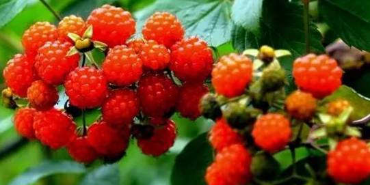 明日方舟真理技能 真理图鉴：beat365